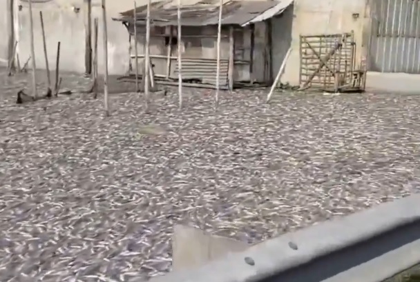 Ribuan Ikan Mati di Pinggir Jalur Pantura Demak, Ini Penyebabnya
