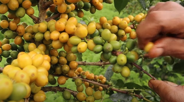 Tanam Kopi Yellow Caturra Mulai Dilirik, Berwarna Kuning Saat Matang