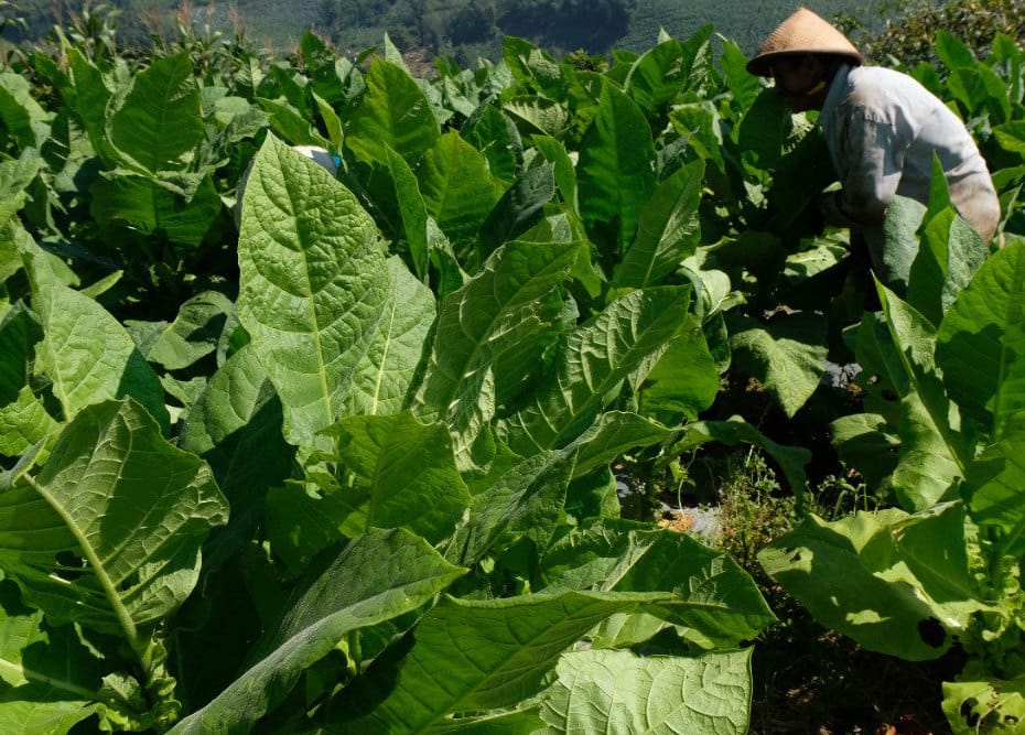 Petani Diajak Konsisten Menjaga Mutu Tembakau Temanggung