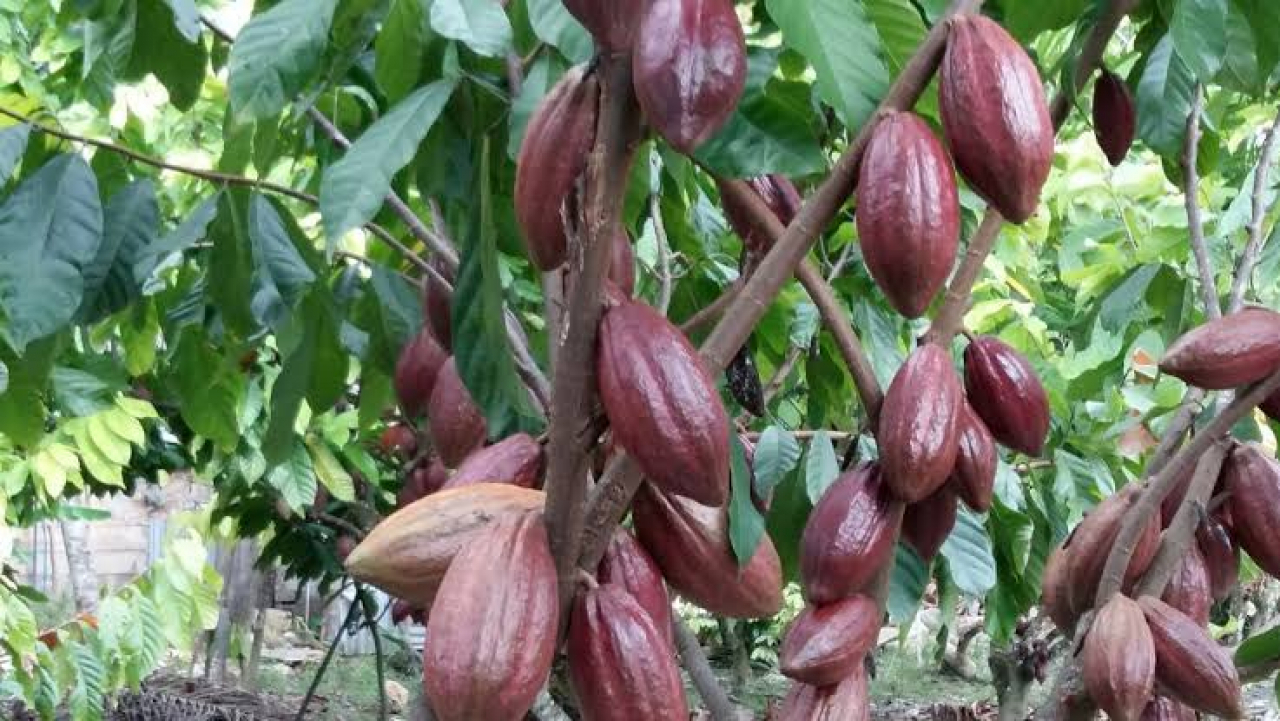 Perhatian Komoditas Cokelat Dinilai Masih Minim