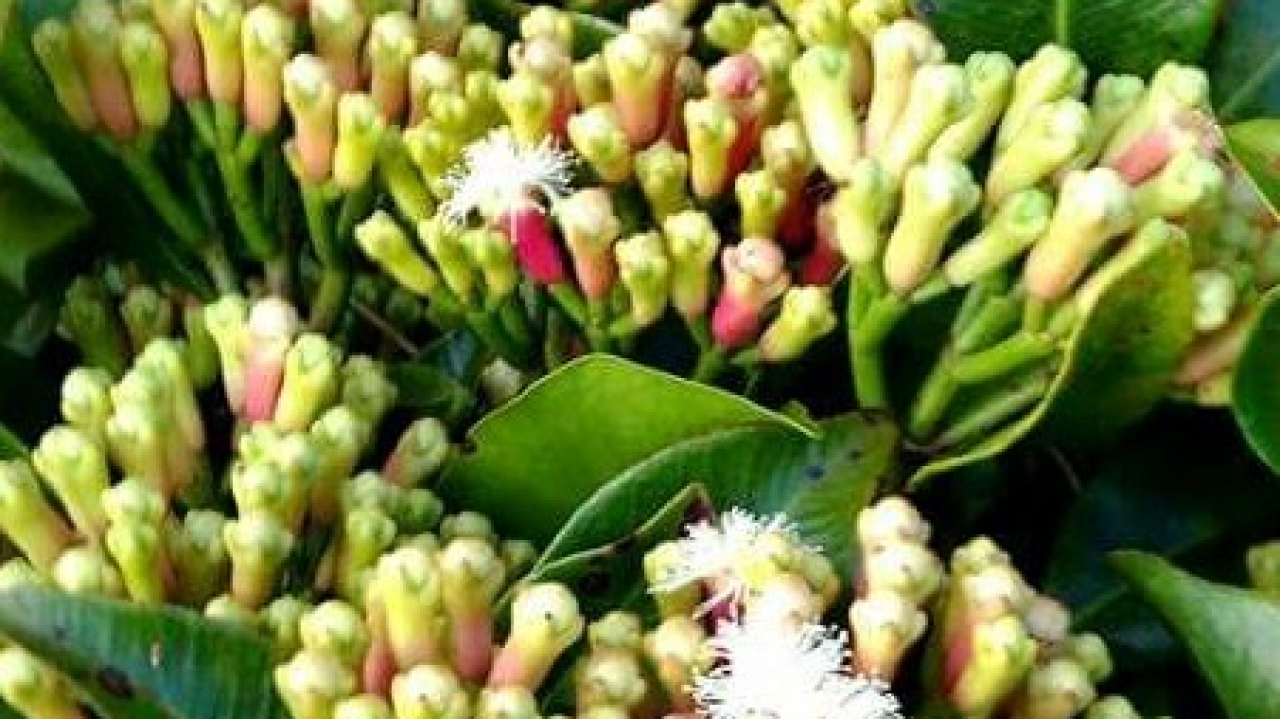Kontaminasi Cesium-137 pada Cengkeh Jadi Ancaman Ekonomi Hijau