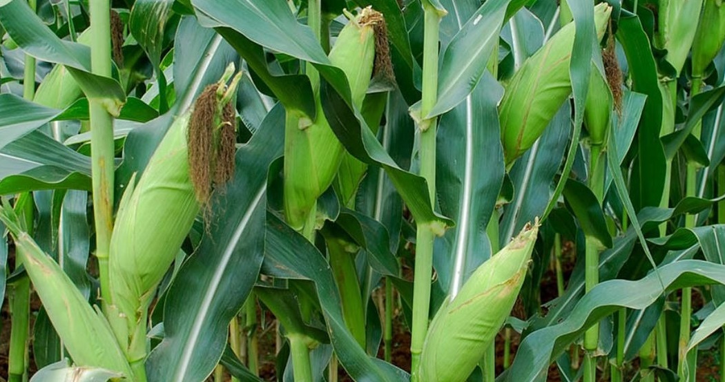 Panen Petani Perlu Jaminan Harga dan Penyerapan