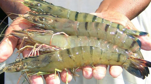 KKP Diminta Jamin Keamanan dan Kelayakan Produk Udang 