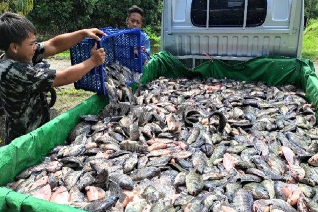 Distribusi Benih Unggul Harus Merata