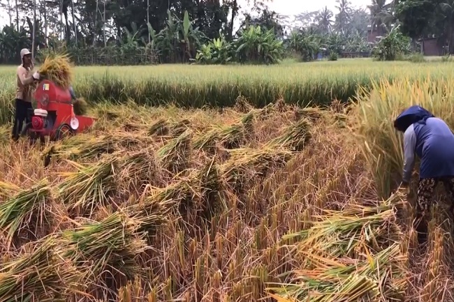 Produksi Beras Tinggi, Kesejahteraan Petani Harus Diperbaiki