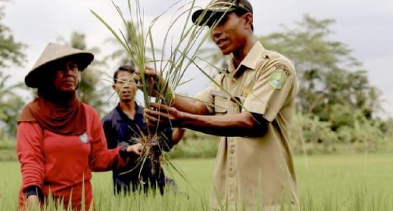 Peran Penyuluh Pertanian Perlu Diperkuat