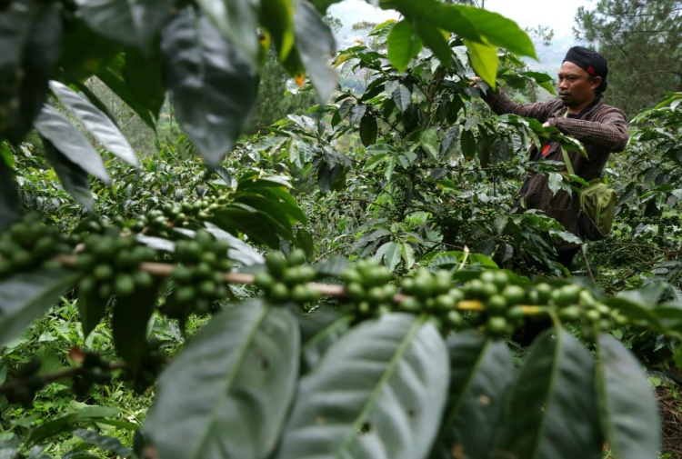 Connect Souq Bidik Kopi dan Rempah Jawa Tengah