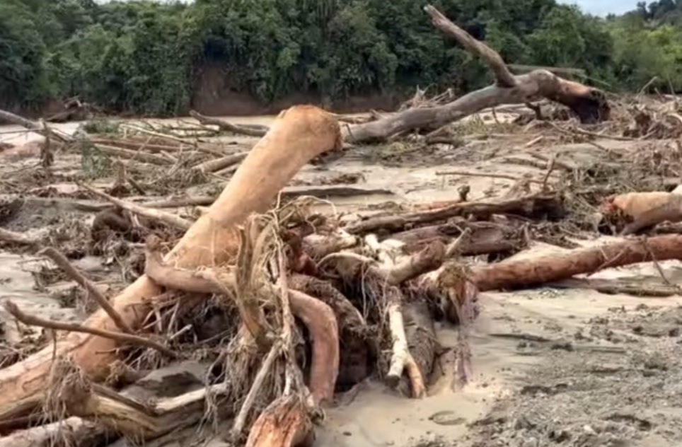 Perusak Hutan Harus Ditindak Tegas