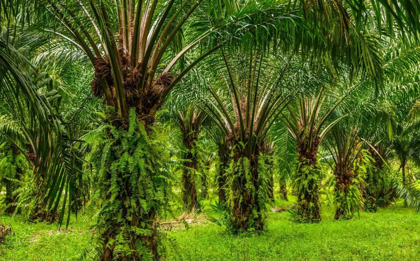Sawit di Papua Perlu Kajian Mendalam