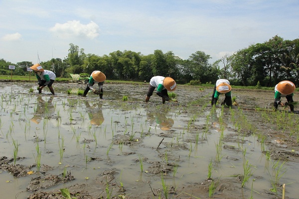 2026, Jateng Fokus Teguhkan Posisi sebagai Penumpu Pangan Nasional