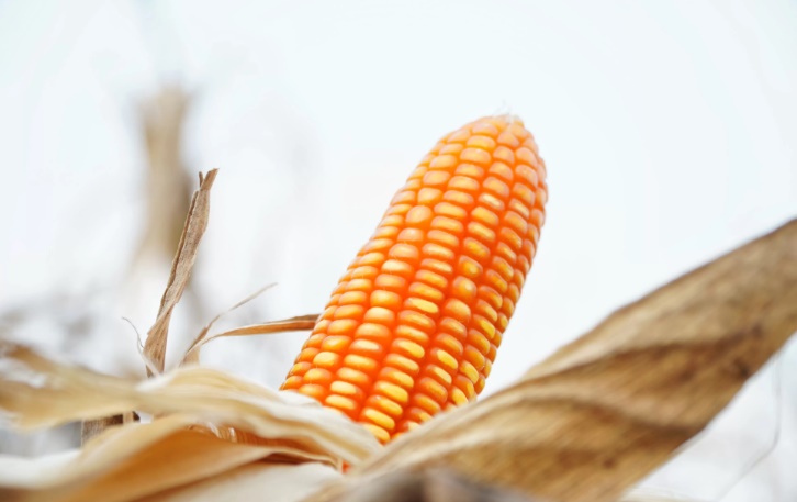 Distribusi Jagung SPHP pada 2025 Capai 51.211 Ton