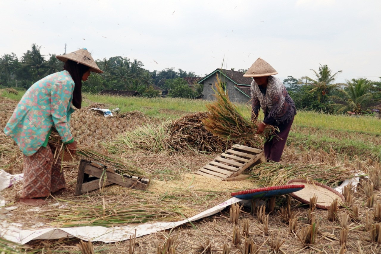 Capaian Swasembada Harus Beriringan dengan Peningkatan Kesejahteraan Petani