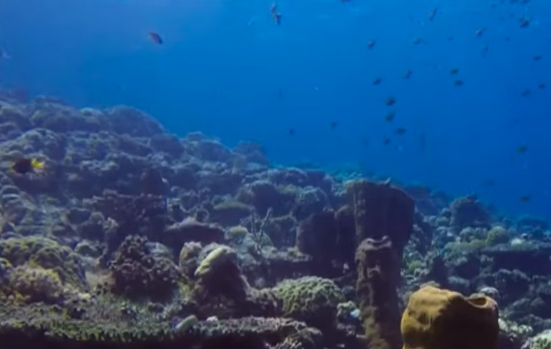 Menjaga Ekosistem Laut Menjadi Pondasi Bangun Pariwisata