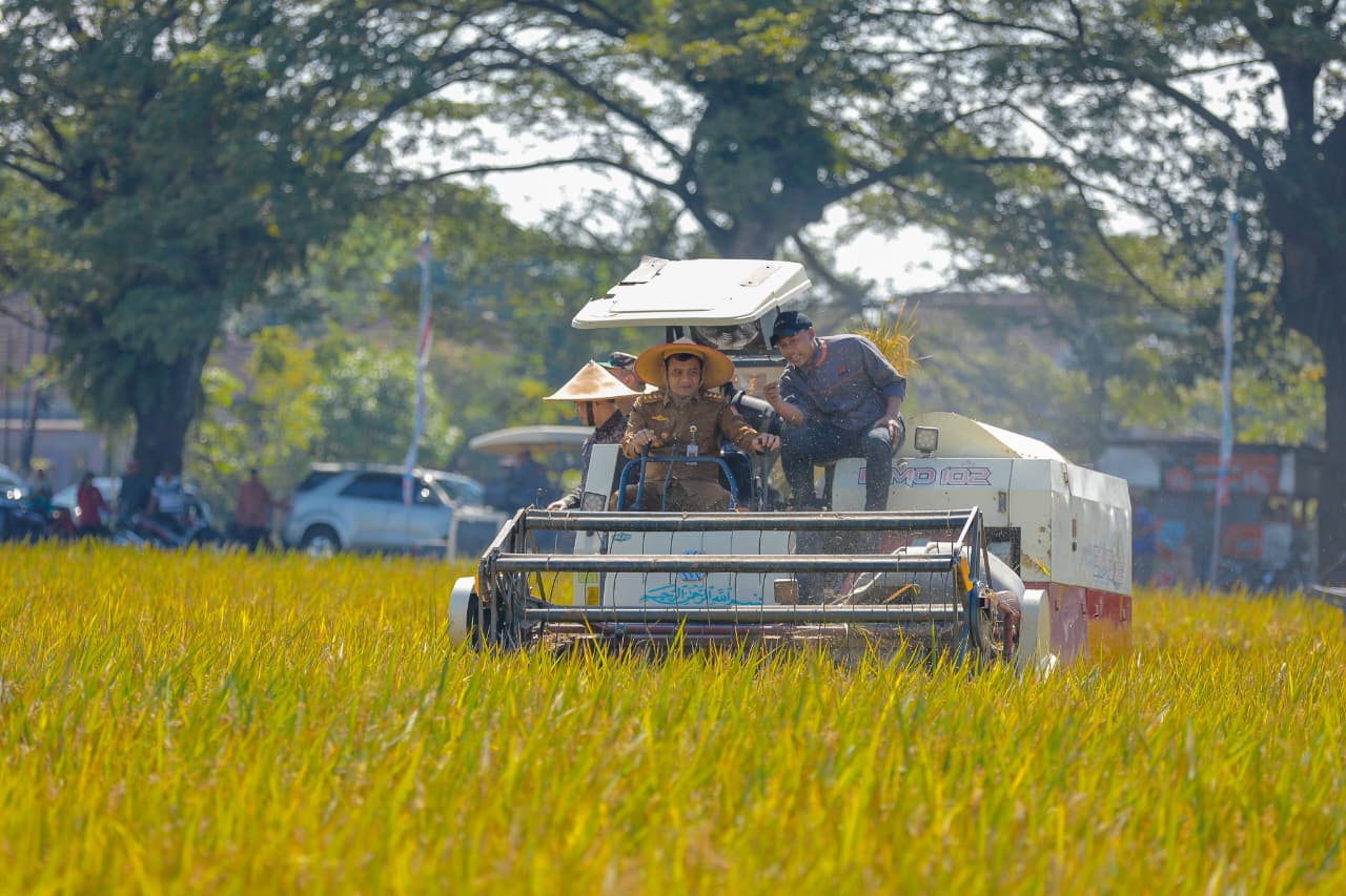 Produksi Gabah Kering Panen di Jateng Tembus 11,3 Juta Ton
