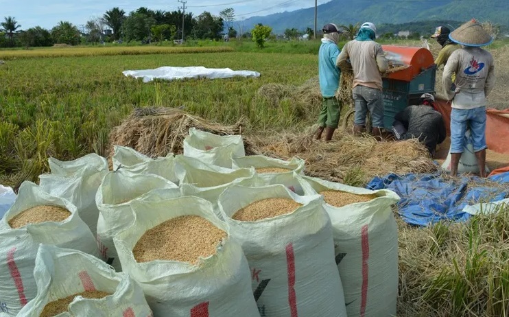 Harga Gabah Anjlok, Pemerintah Harus Hadir