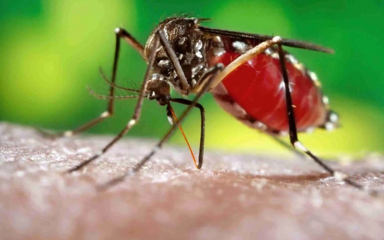 Waspadai Peningkatan Kasus DBD