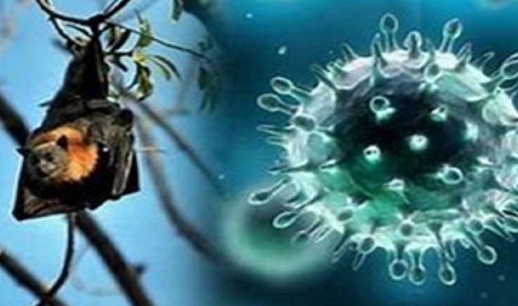 Waspada Virus Nipah, Ini Penjelasan Kemenkes