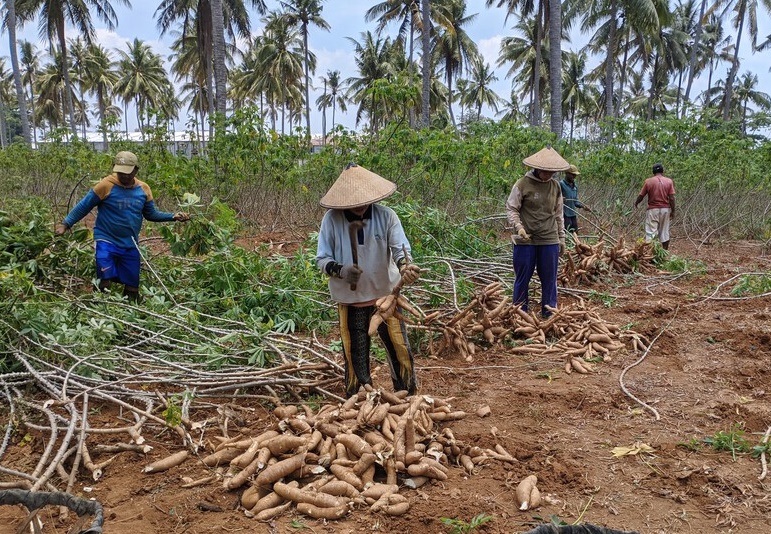 Singkong Perlu Jadi Komoditas Strategis