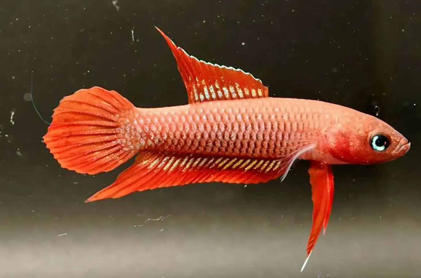 Populasi Ikan Endemik Ini Terancam