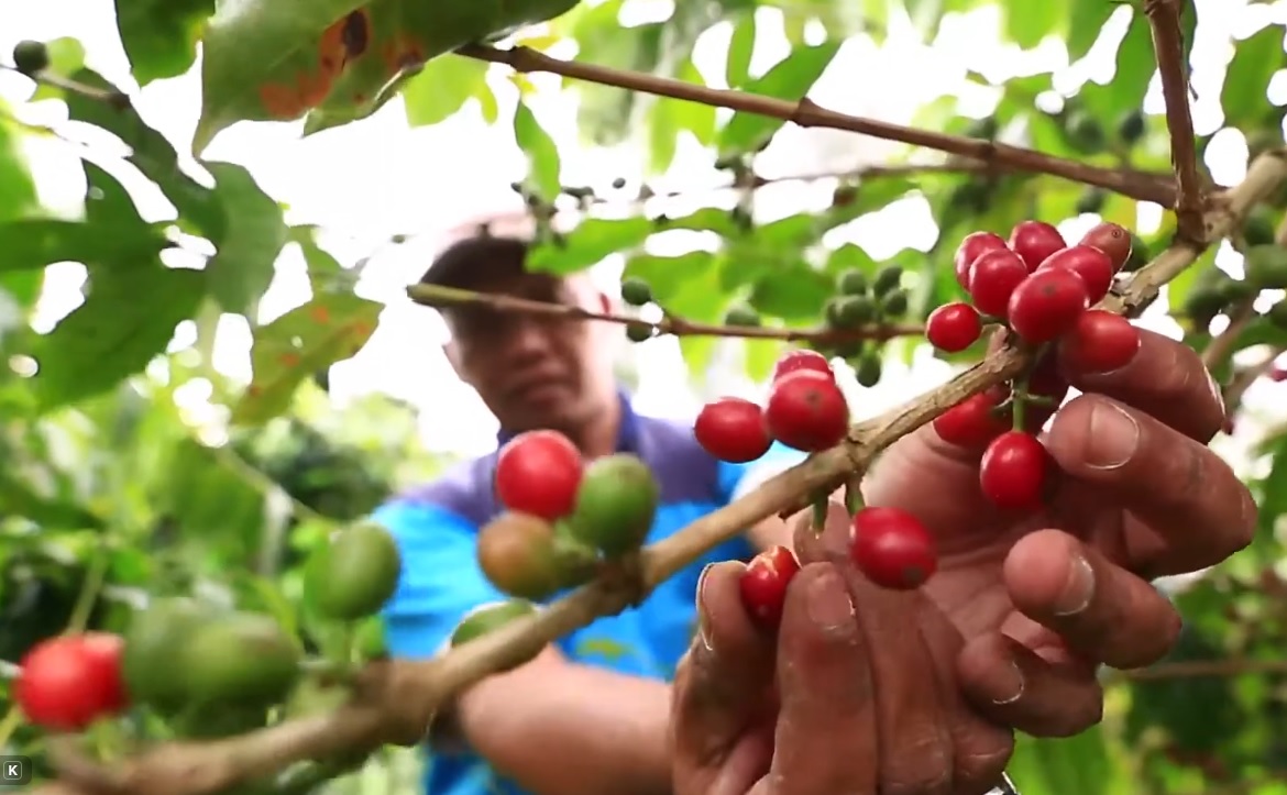 Temanggung Terima Bantuan 500.000 Batang Bibit Kopi Arabika