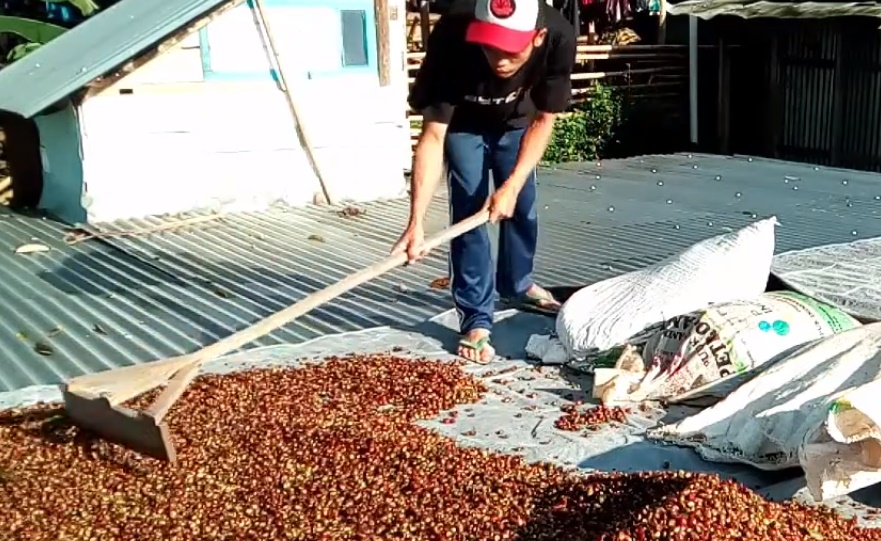 Ajak Petani Tingkatkan Produksi Kopi