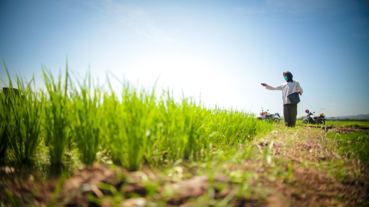 Produksi Beras Januari 2026 Capai 1,75 Juta Ton, Naik 38,56%