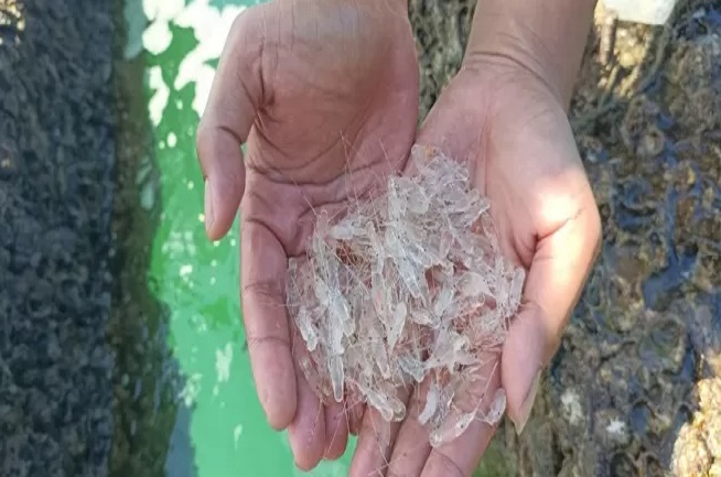 Panja Benih Lobster Perjuangkan Kesejahteraan Nelayan