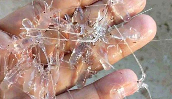 Penyelundupan Benur Kian Masif, Negara Rugi Triliunan Rupiah