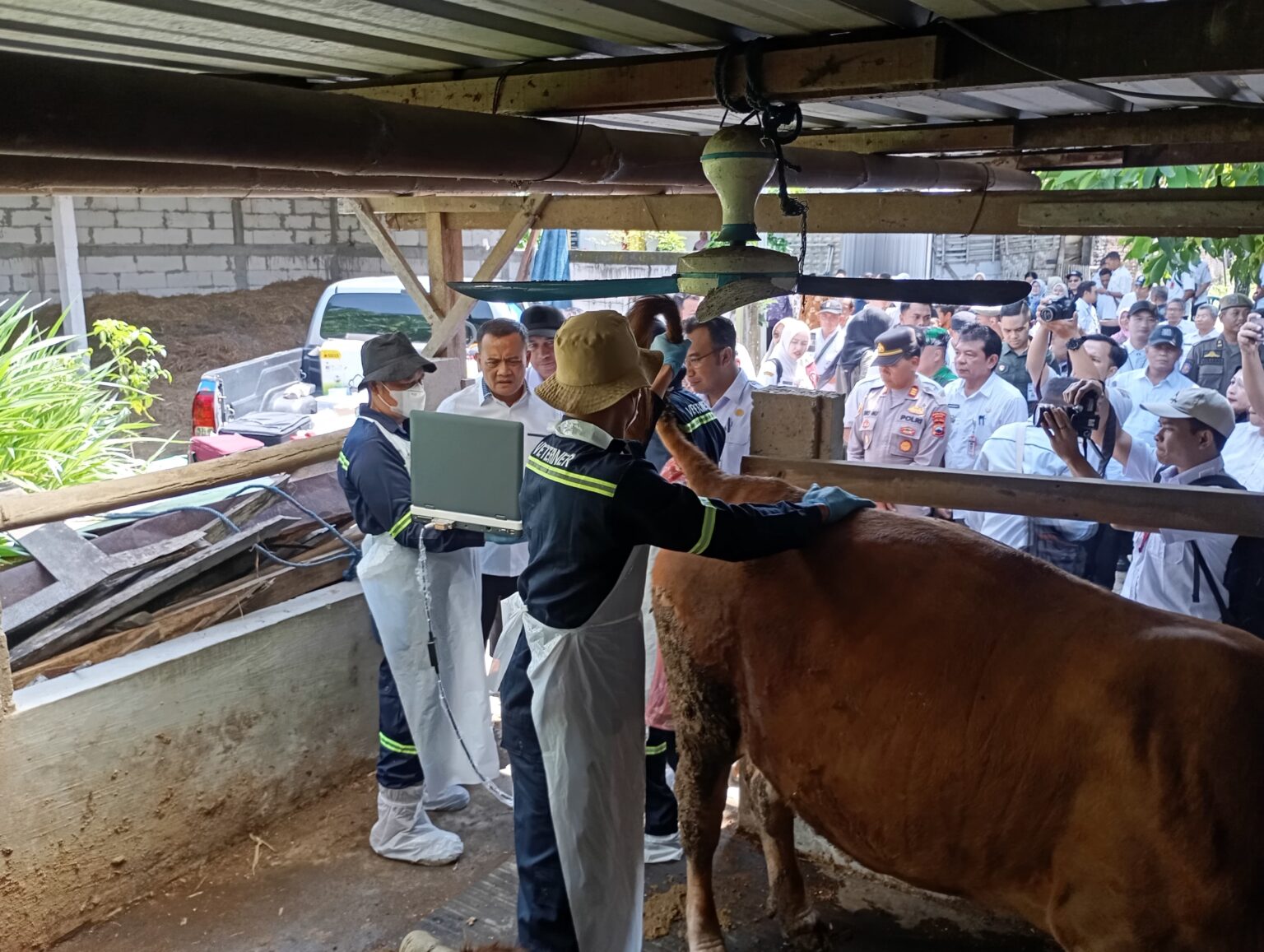 Perkuat Produksi Daging di Jateng lewat Healing