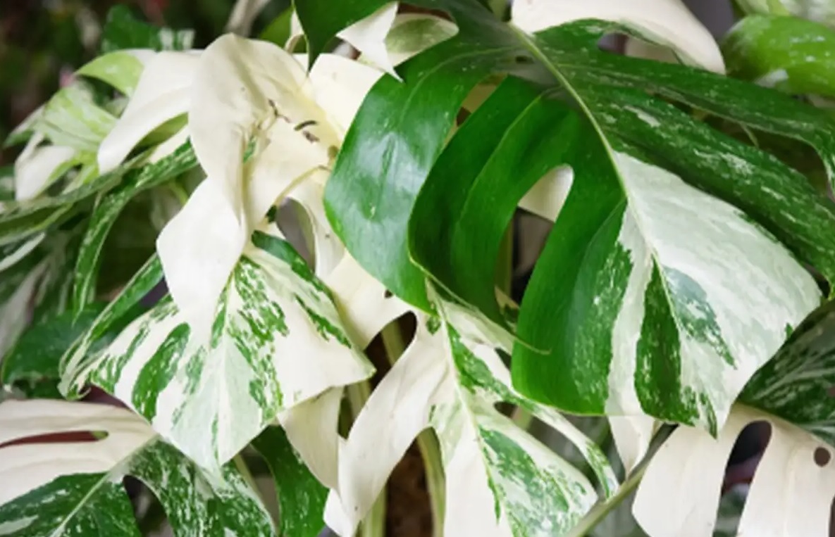 Inovasi Kultivar Tanaman Hias melalui Strategi Mutasi