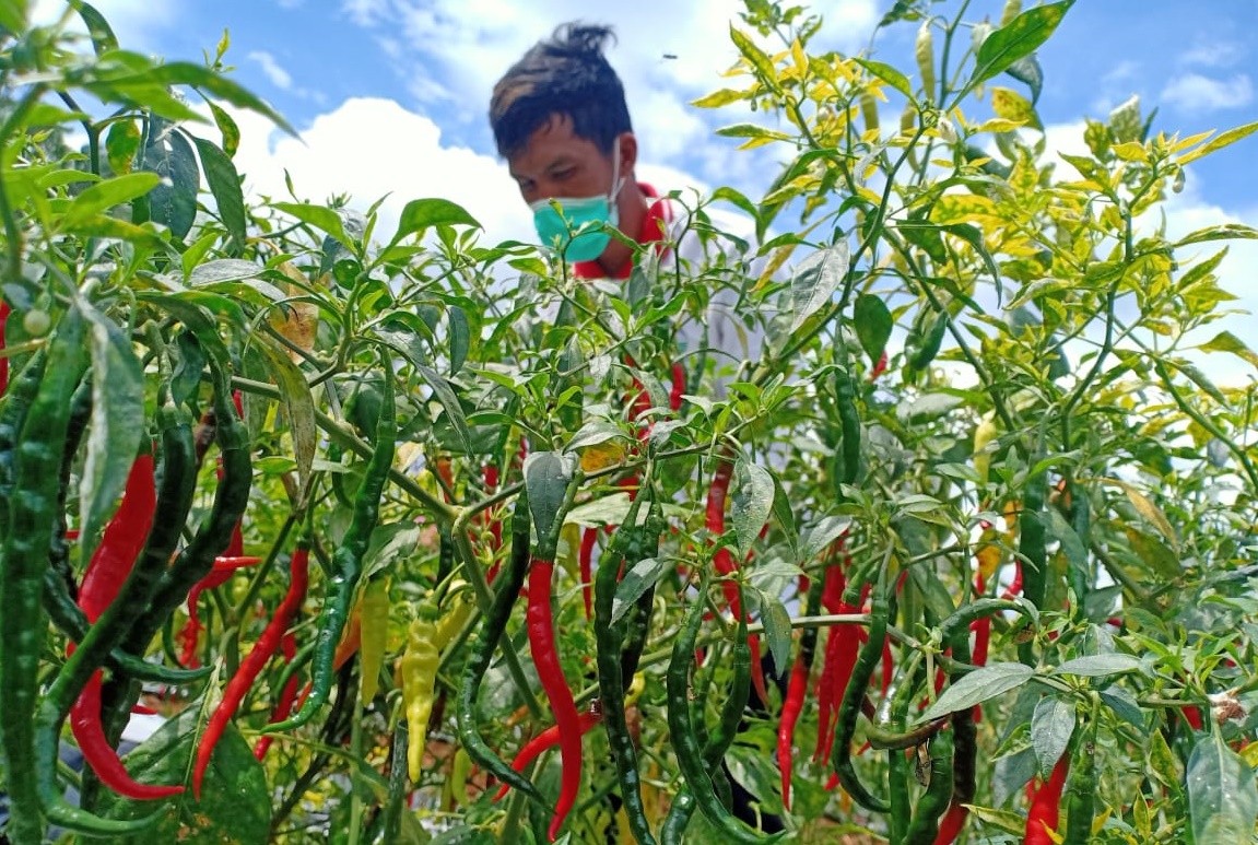 Dorong Pengembangan Hortikultura Berkelanjutan