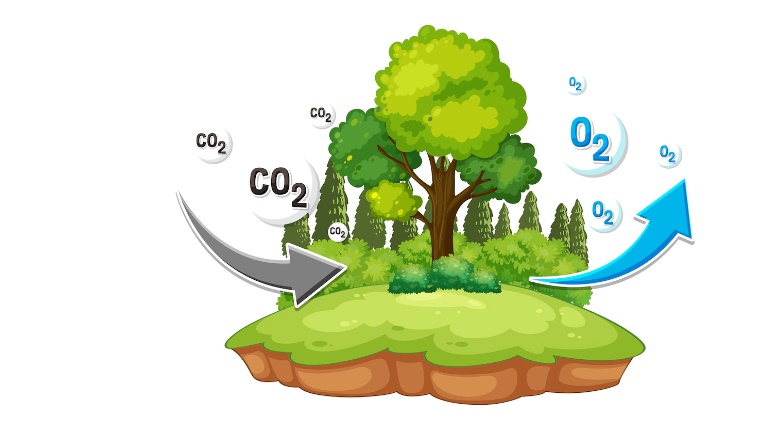 Dorong Payung Hukum Potensi Karbon Indonesia
