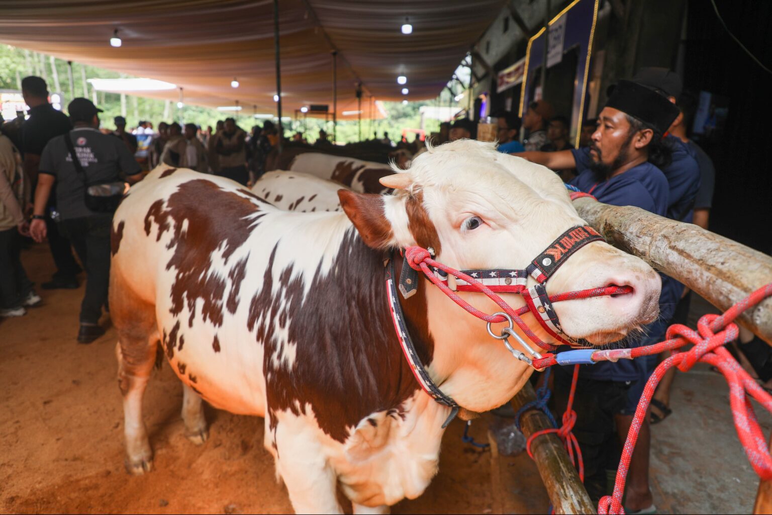 Dongkrak Produksi Susu, Perlu Kontes Sapi Perah 
