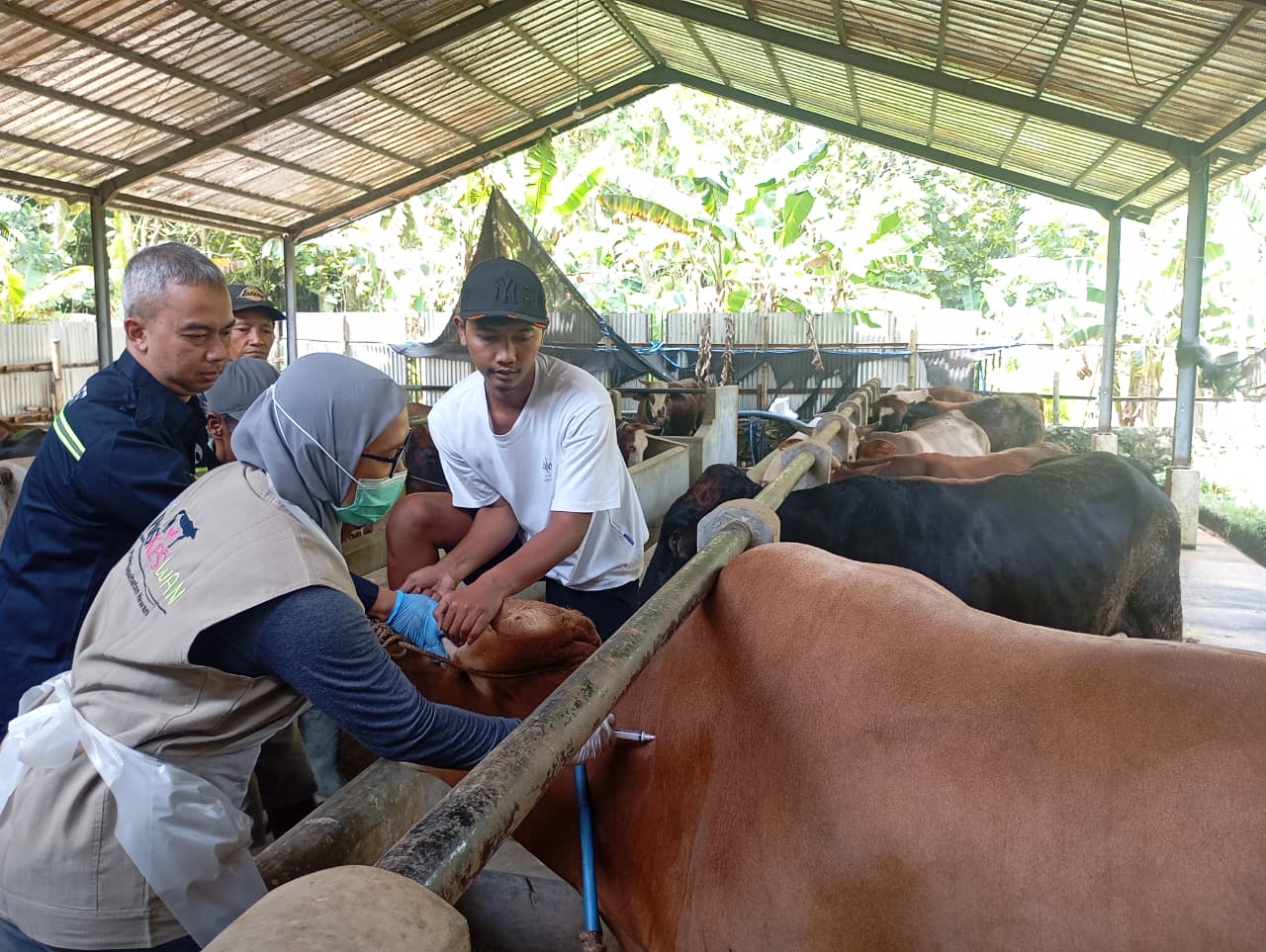 Jateng Bakal Miliki Peternakan Sapi Perah Terbesar, Kapasitas Capai 30 Ribu Ekor