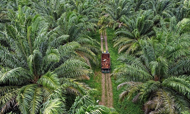 Usaha Perkebunan Harus Terapkan Keberlanjutan Lingkungan dan Kesejahteraan Sosial