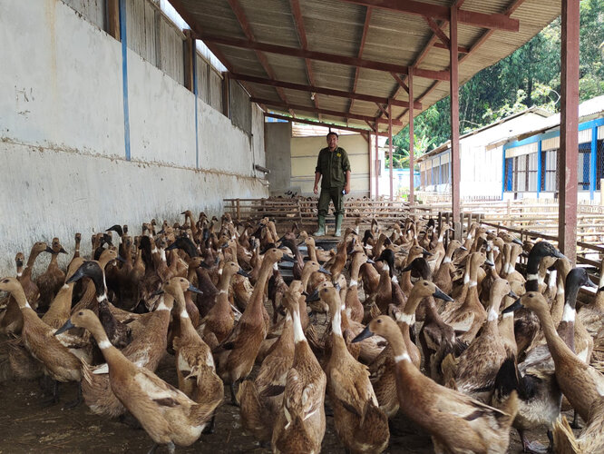Peternak Bebek Lokal Harus Naik Kelas lewat Program MBG