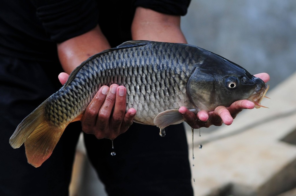 Gerakan Konsumsi Ikan Harus Terus Diperkuat