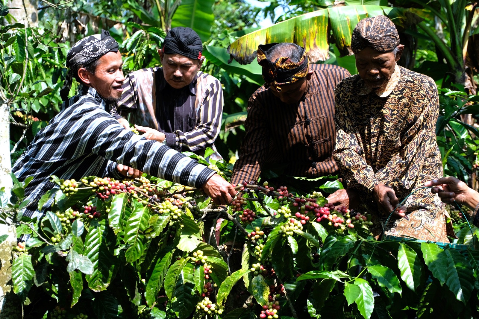 Nublek Kopi, Tradisi Wujud Syukur Petani Jelang Panen Raya