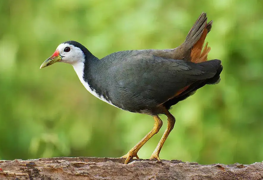 Burung Kareo Padi Jadi Kuliner Legendaris Siantar, Kaya Kandungan Glutamat 