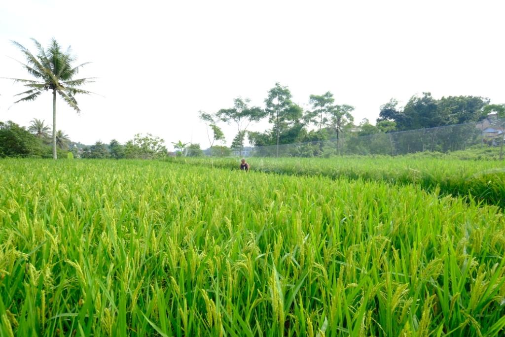 Triwulan I, Produksi Padi di Jawa Tengah Capai 4,6 Juta Ton