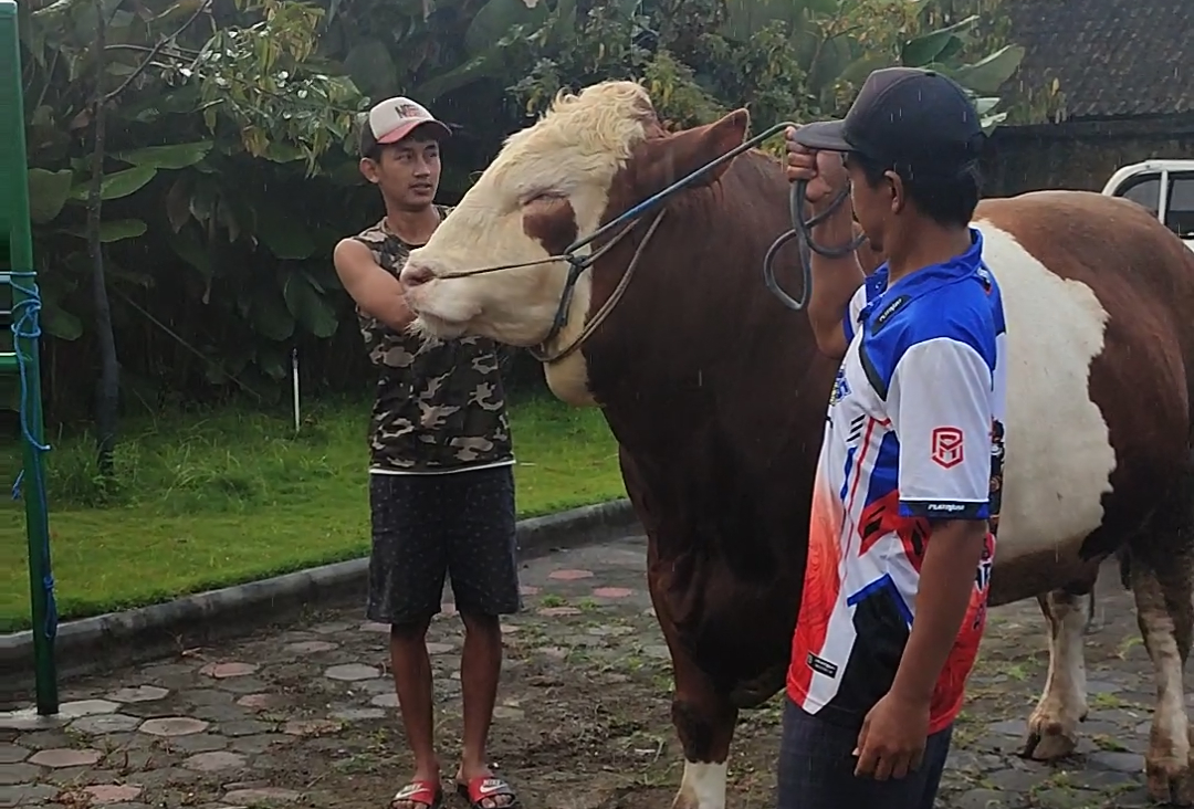 Ihsan Gembira, Sapinya Dipilih Presiden Prabowo untuk Hewan Kurban