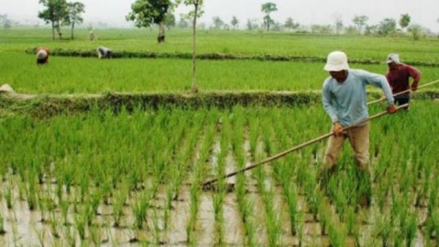 Cegah Alih Fungsi Laha, Lindungan Harga Hasil Pertanian Pangan 