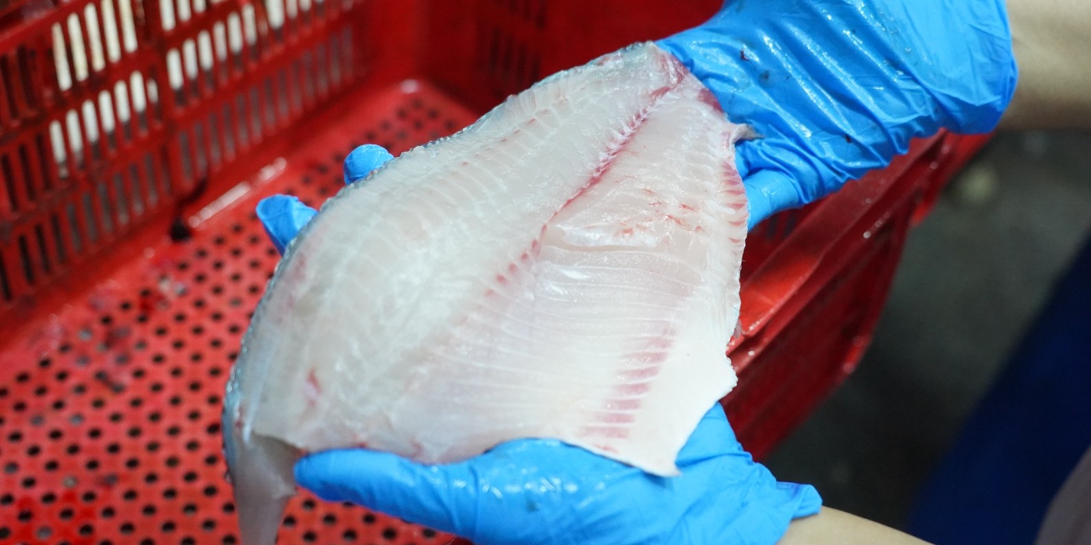 Tilapia Jadi Komoditas Andalan Baru, Tembus Pasar Perikanan Eropa