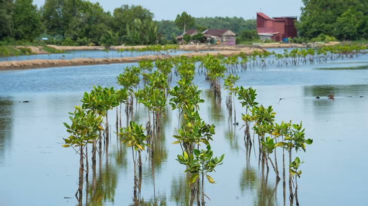 Silvo-Aquaculture Bisa Jaga Produksi Pangan