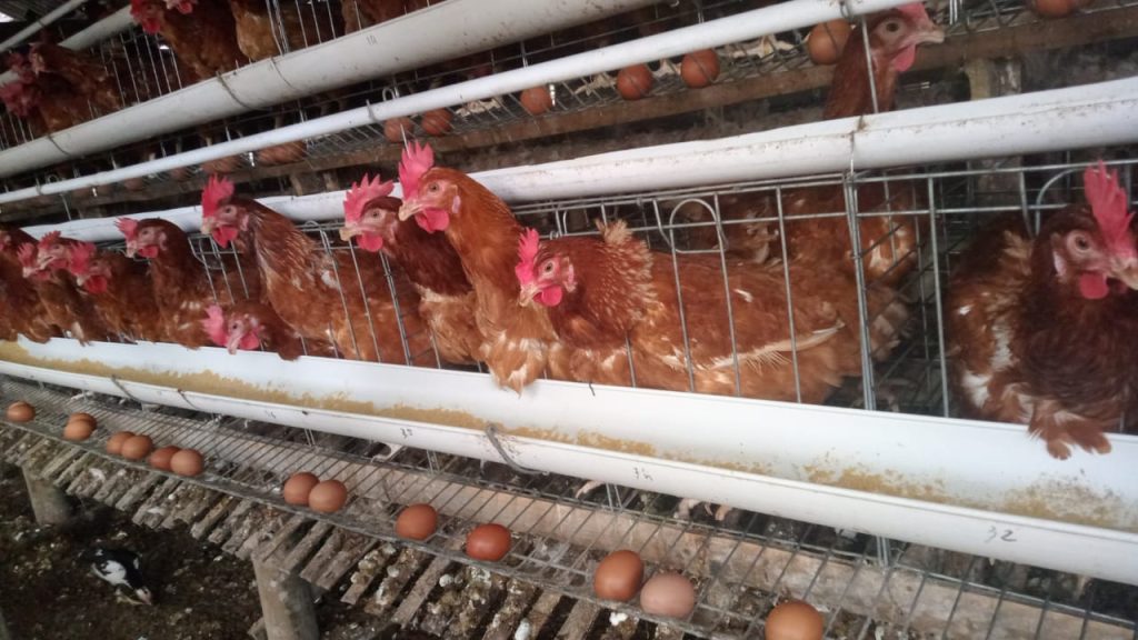 SPPG Diminta Belanja Telur dari Peternak Lokal