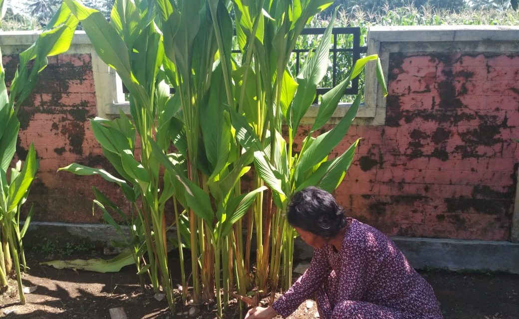 Tanaman Herbal Bisa Tembus Pasar Global
