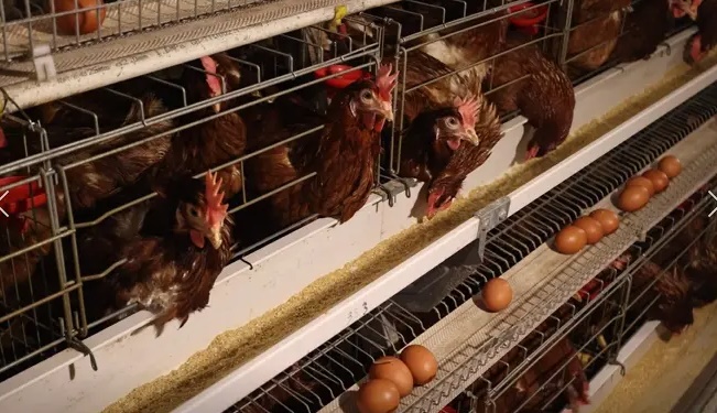Tingkatkan Produktivitas Sektor Peternakan