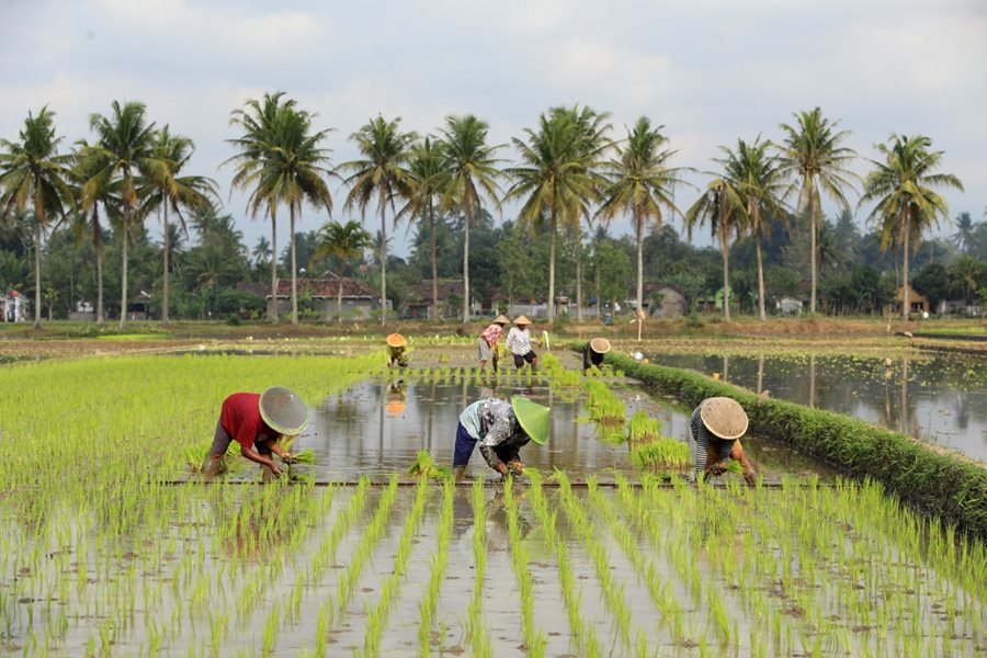 Ketahanan Pangan Tak Boleh Kalah oleh Pengembangan Kawasan