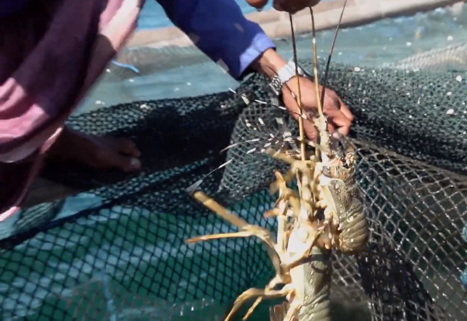 Potensi Lobster Besar, Ekosistem Budidaya Belum Terbentuk
