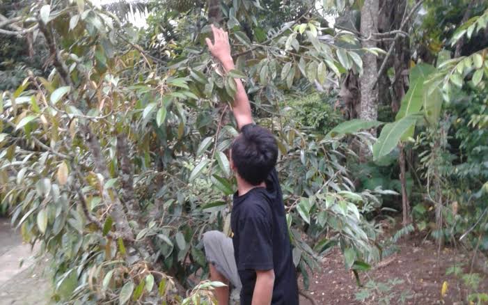 Perbanyak Bantuan Bibit Pohon Produktif